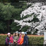동백섬 벚꽃길6 [사진] [건] (2014-03-30)