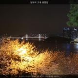달맞이 고개 벚꽃길 [사진] [건] (2014-03-30)