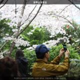 동백섬 벚꽃길2 [사진] [건] (2014-03-30)